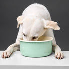 Dog Bowl Enamel - Pastell Green — detail 2