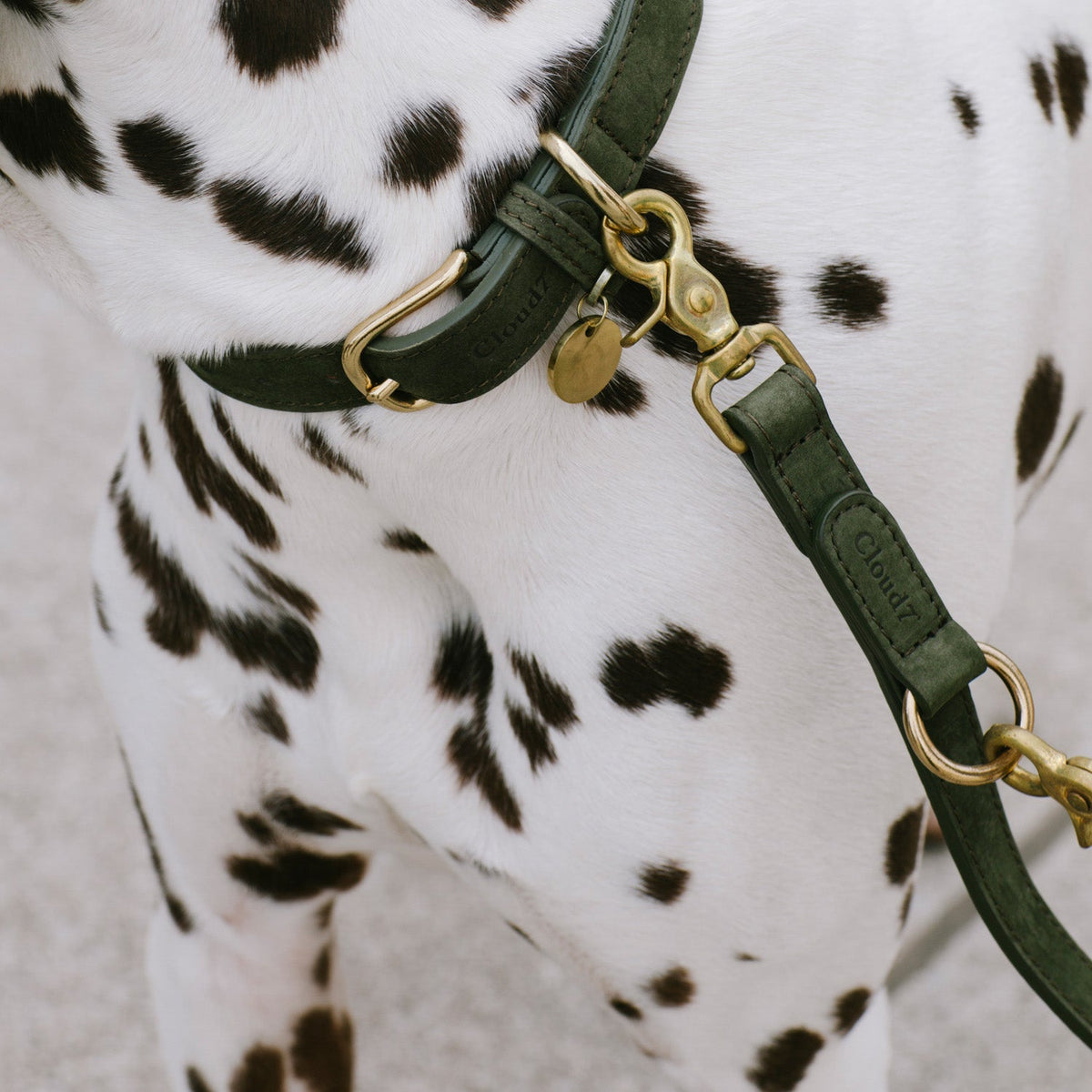 Dog Leash - Tiergarten - Moss — detail 2