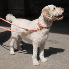 Dog Leash - Tiergarten Park - Peach — detail 2