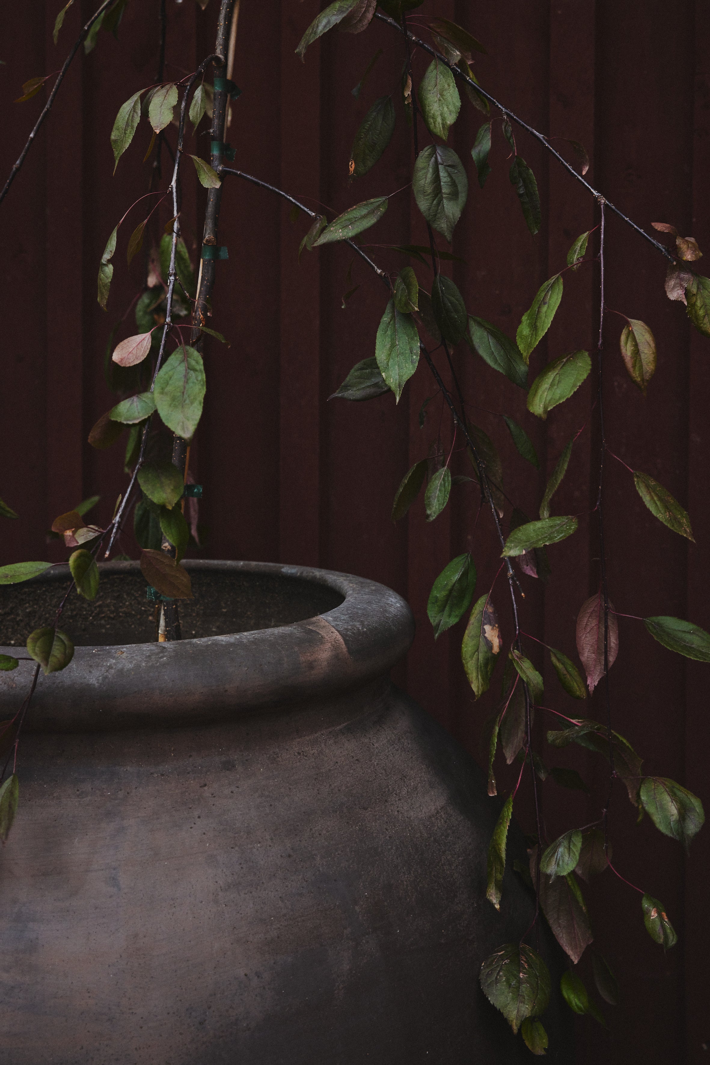 Olivia - Grey - Cigale &  Fourmi