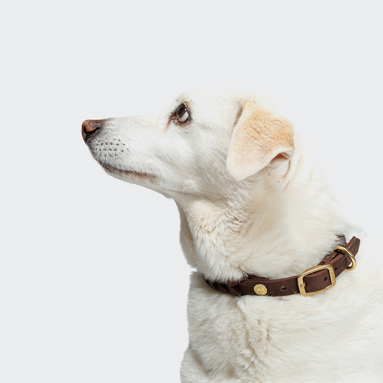 Dog Collar Central Park - Saddle Brown — original