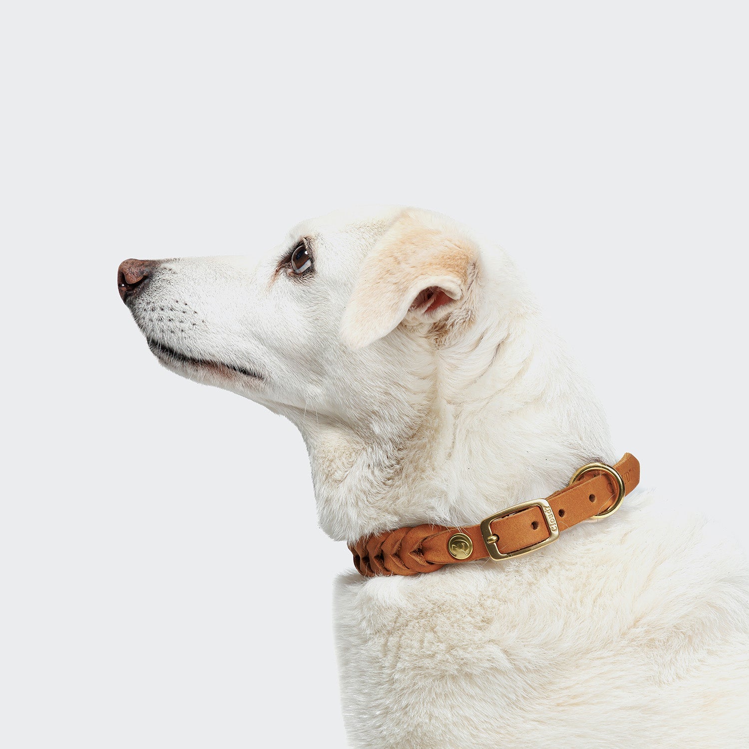 Dog Collar Central Park - Camel Gold — original