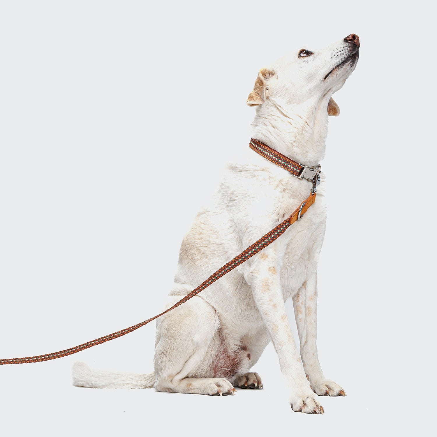 Dog Leash - Prater Sunset — detail 5