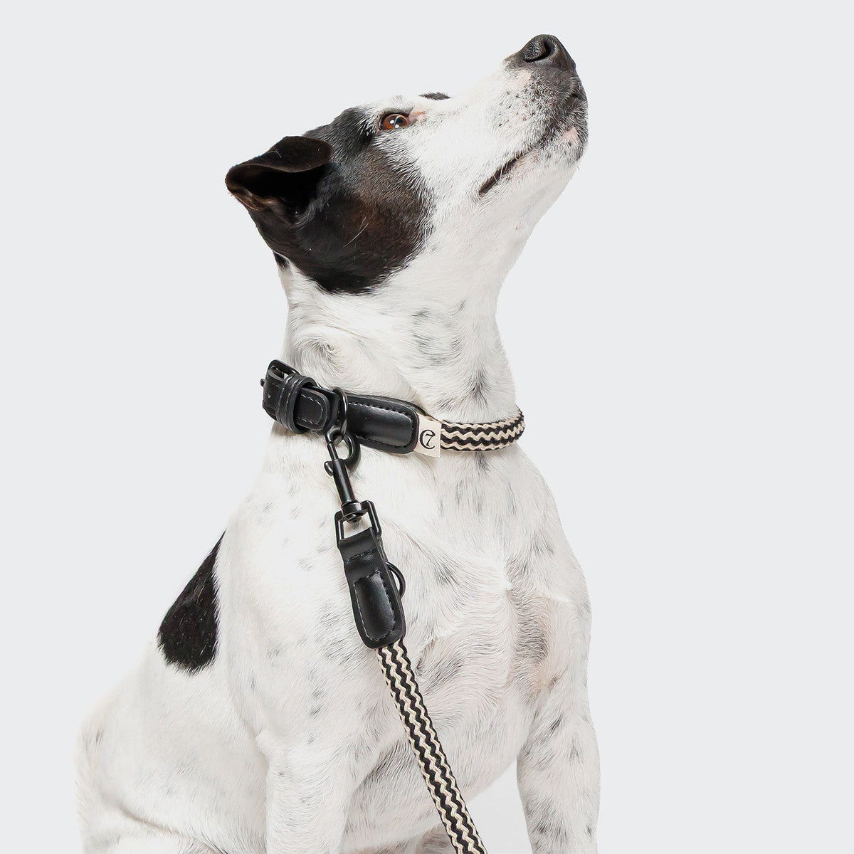 Dog Collar Mauerpark -Zigzag Black — detail 2