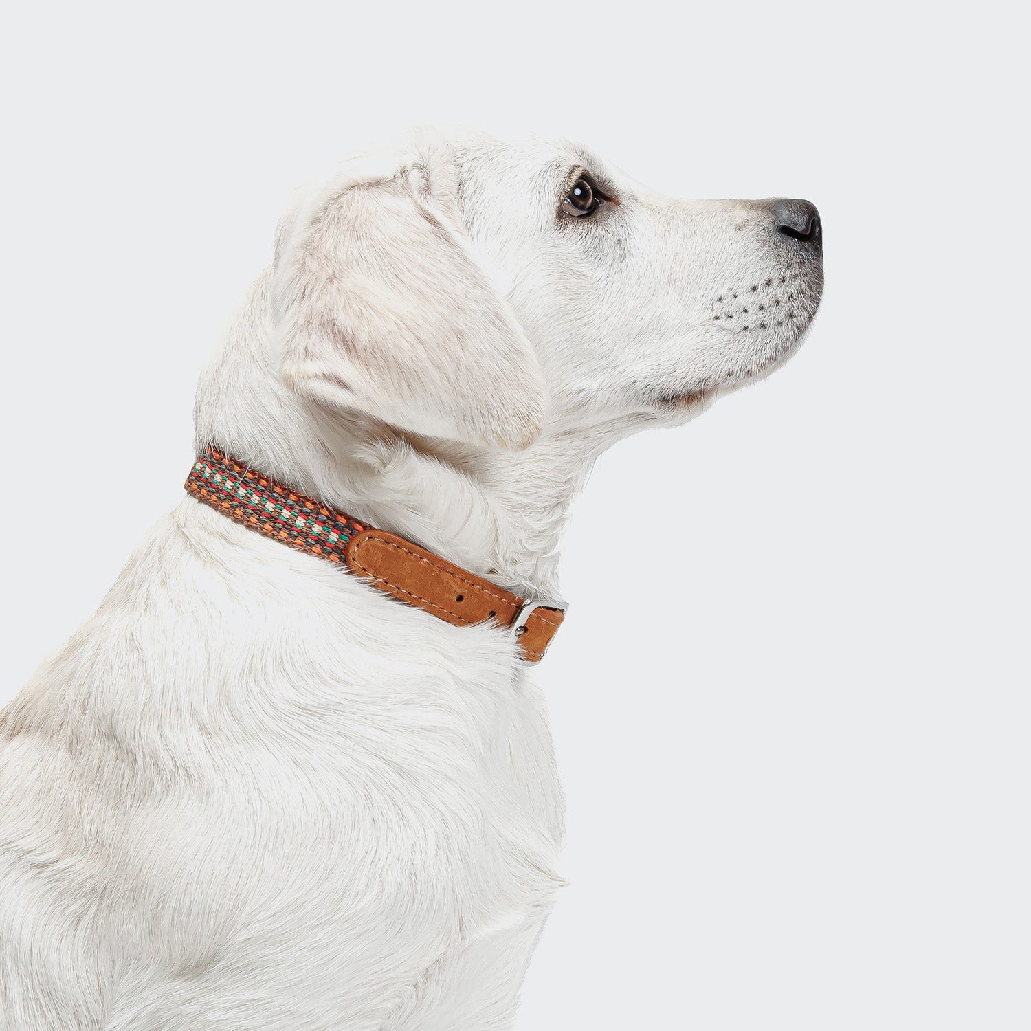 Dog Collar - Prater Sunset — original