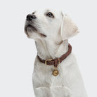 Dog Collar Ravello - Hazel — original