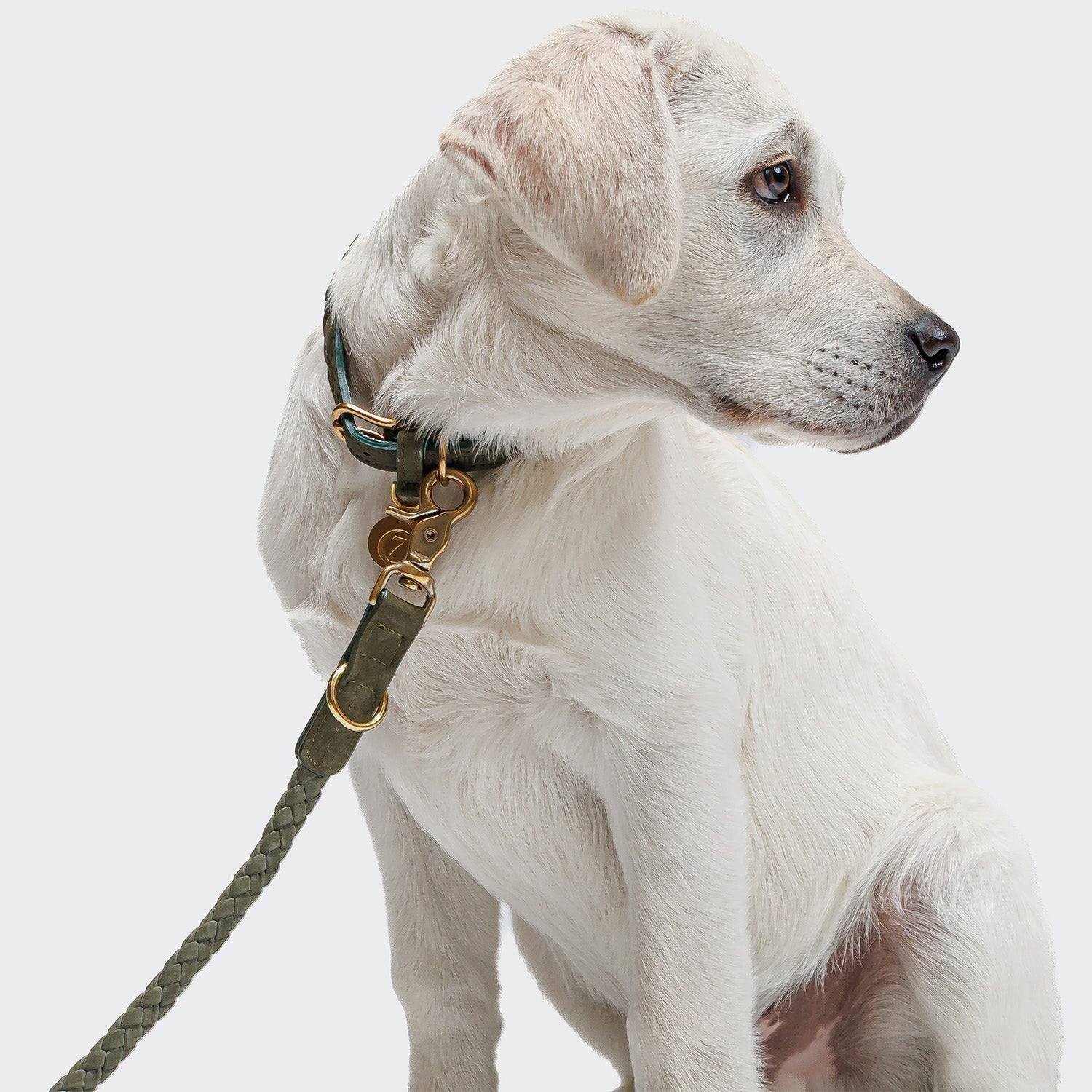Dog Leash - Ravello - Moss — original