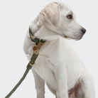 Dog Leash - Ravello - Moss — original