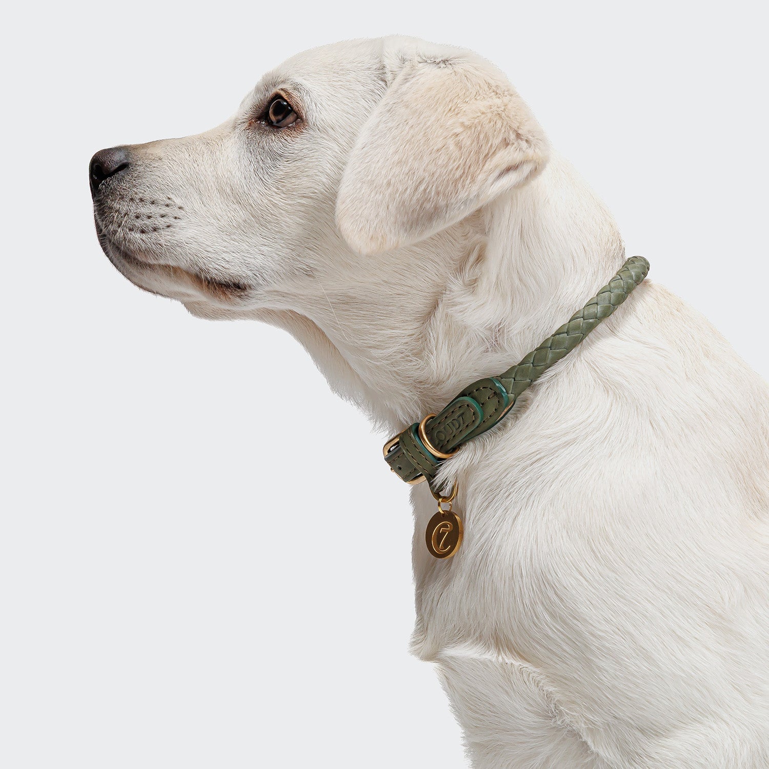 Dog Collar Ravello - Moss — original