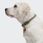 Dog Collar Ravello - Moss — original