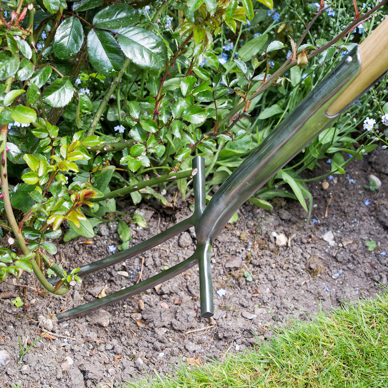 Rose & Root Fork