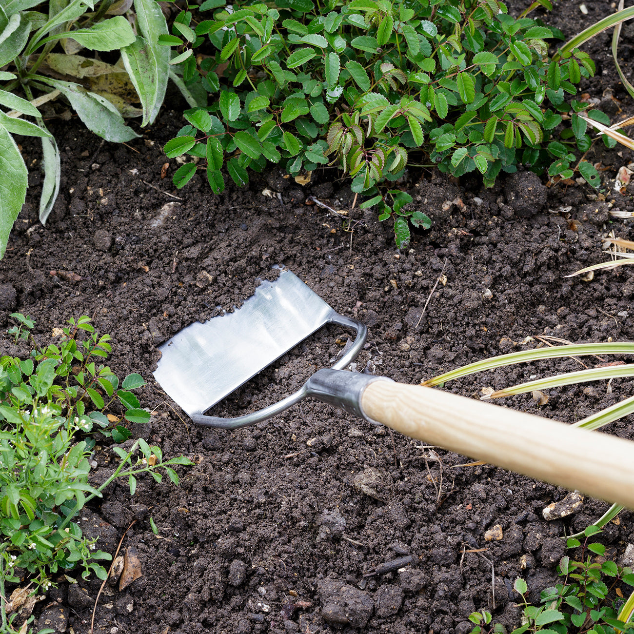 Long Handled - Dutch Hoe