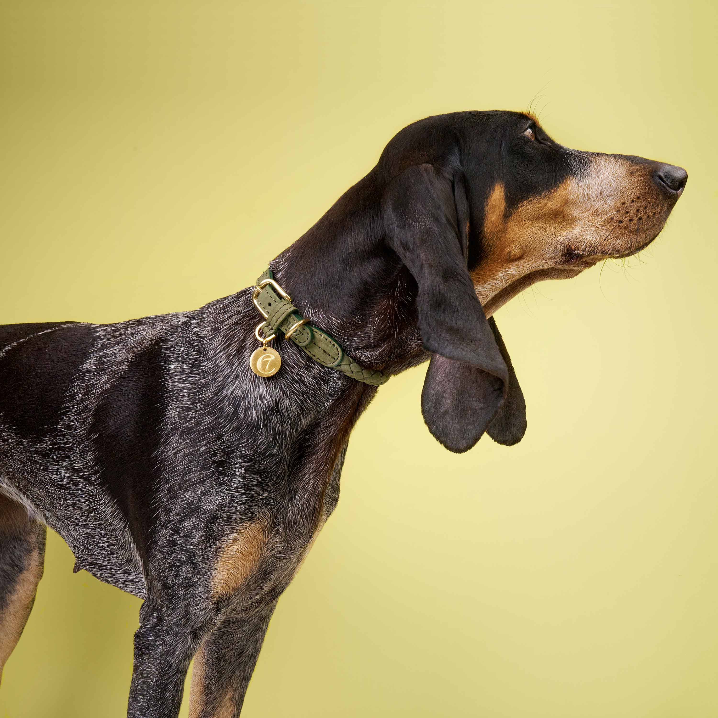 Dog Collar Ravello - Moss — detail 3