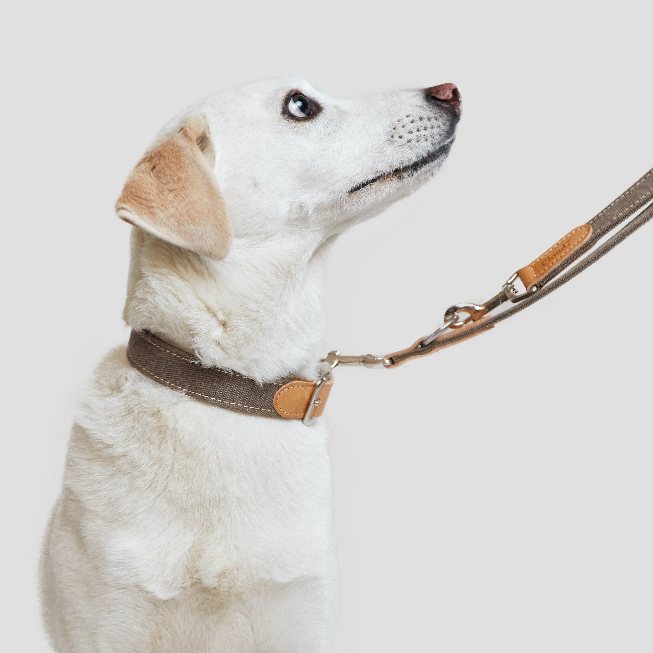 Dog Collar Tivoli Greige — original