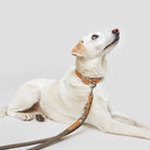 Dog Leash - Tivoli Greige — original