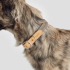 Dog Collar Tivoli Greige — detail 5