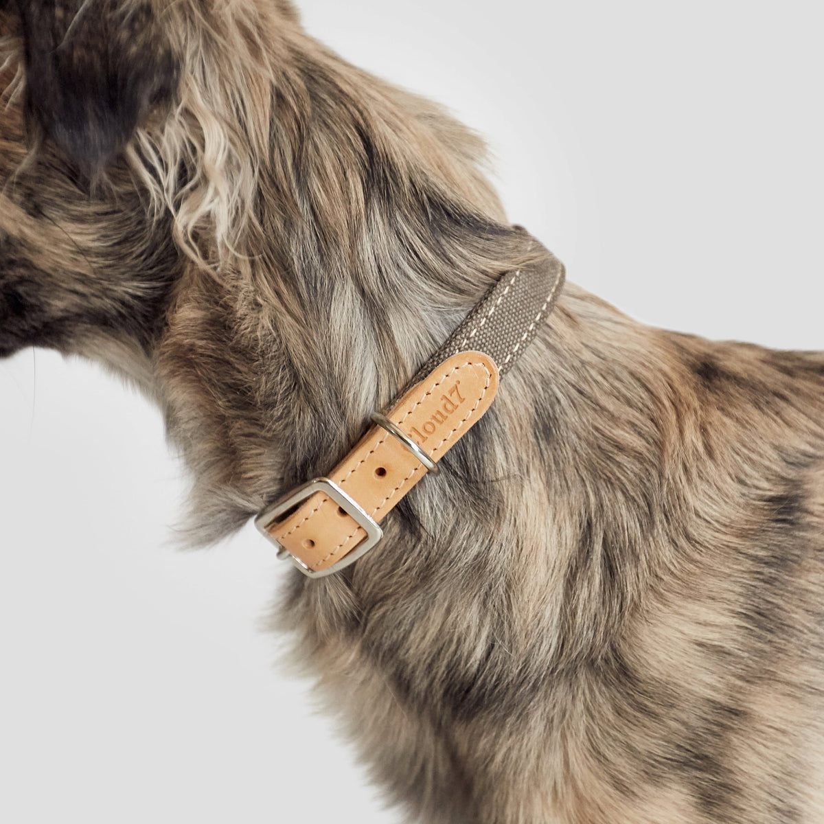 Dog Collar Tivoli Greige — detail 5