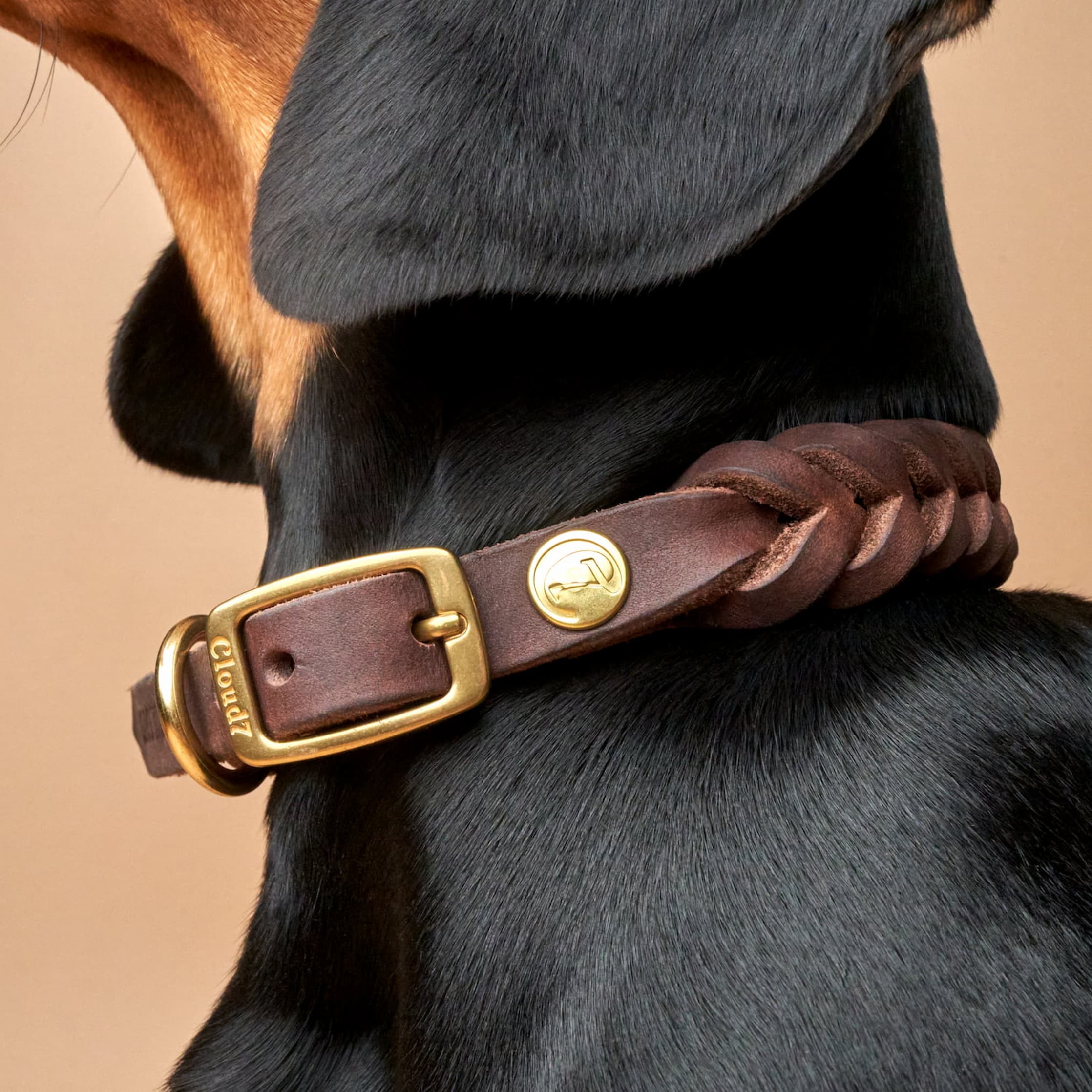 Dog Collar Central Park - Saddle Brown — detail 5