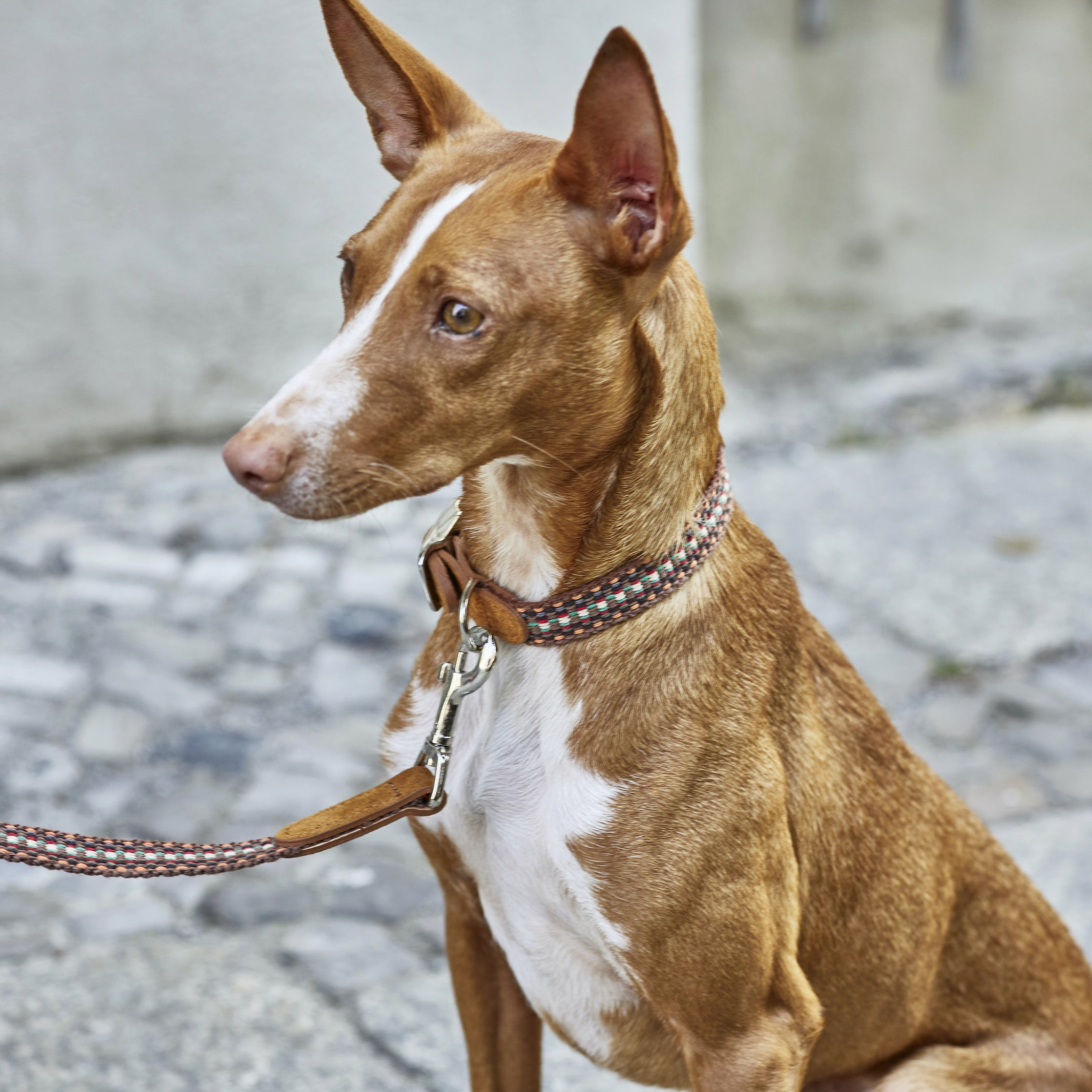 Dog Collar - Prater Sunset — detail 6