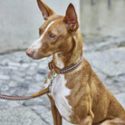 Dog Collar - Prater Sunset — detail 6