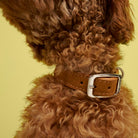 Dog Collar - Prater Sunset — detail 8