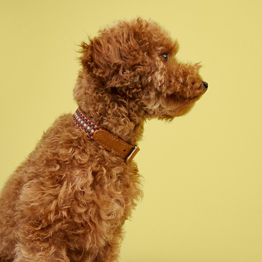 Dog Collar - Prater Sunset — detail 7