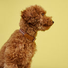 Dog Collar - Prater Sunset — detail 7