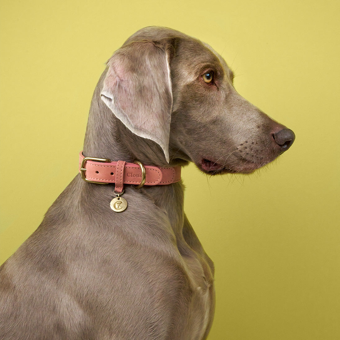 Dog Collar Tiergarten Park - Peach — detail 2