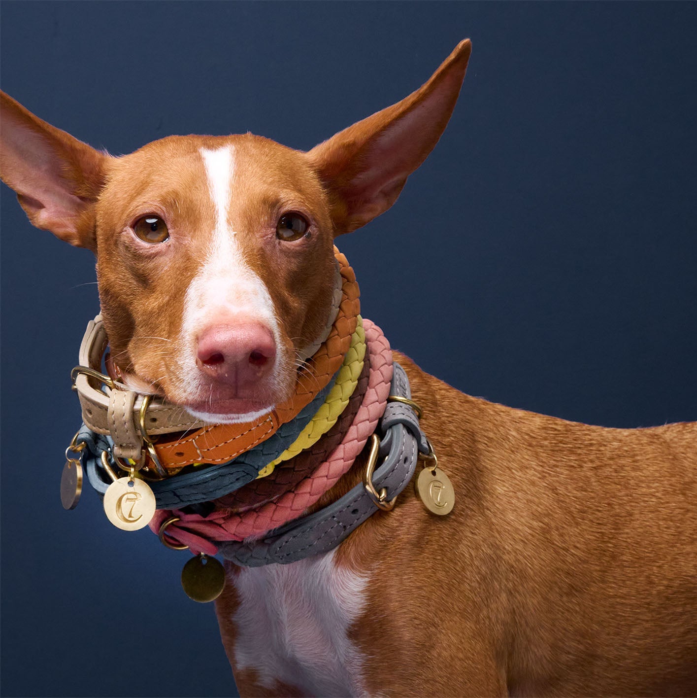 Dog Collar Ravello - Moss — detail 7