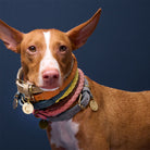 Dog Collar Ravello - Moss — detail 7