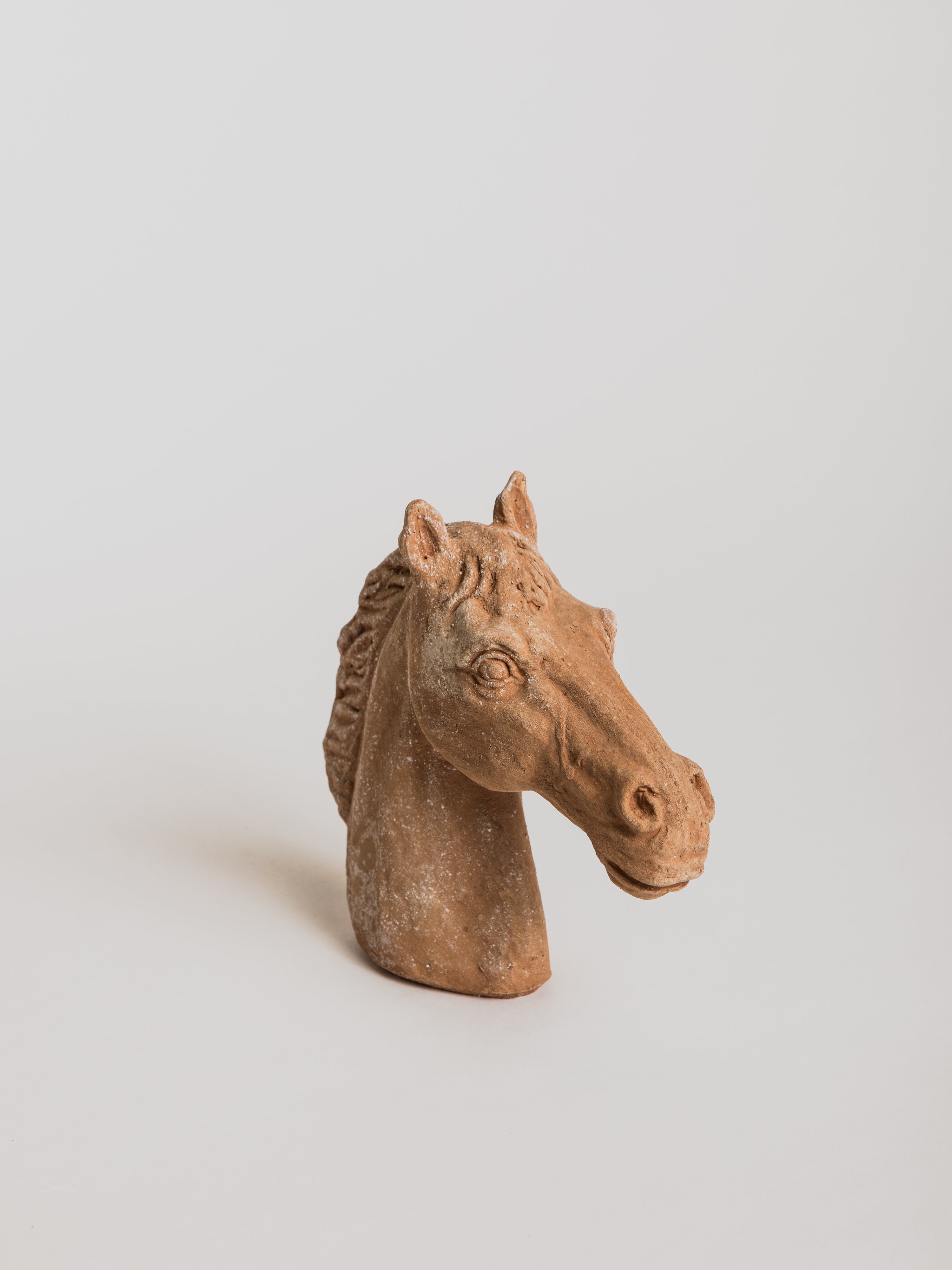 Testa di Cavallino (horse head) - Cigale &amp;  Fourmi