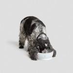 Dog Bowl - White Dog Bowl Cloud7 