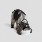 Dog Bowl - White Dog Bowl Cloud7 
