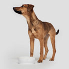 Dog Bowl - White Dog Bowl Cloud7 